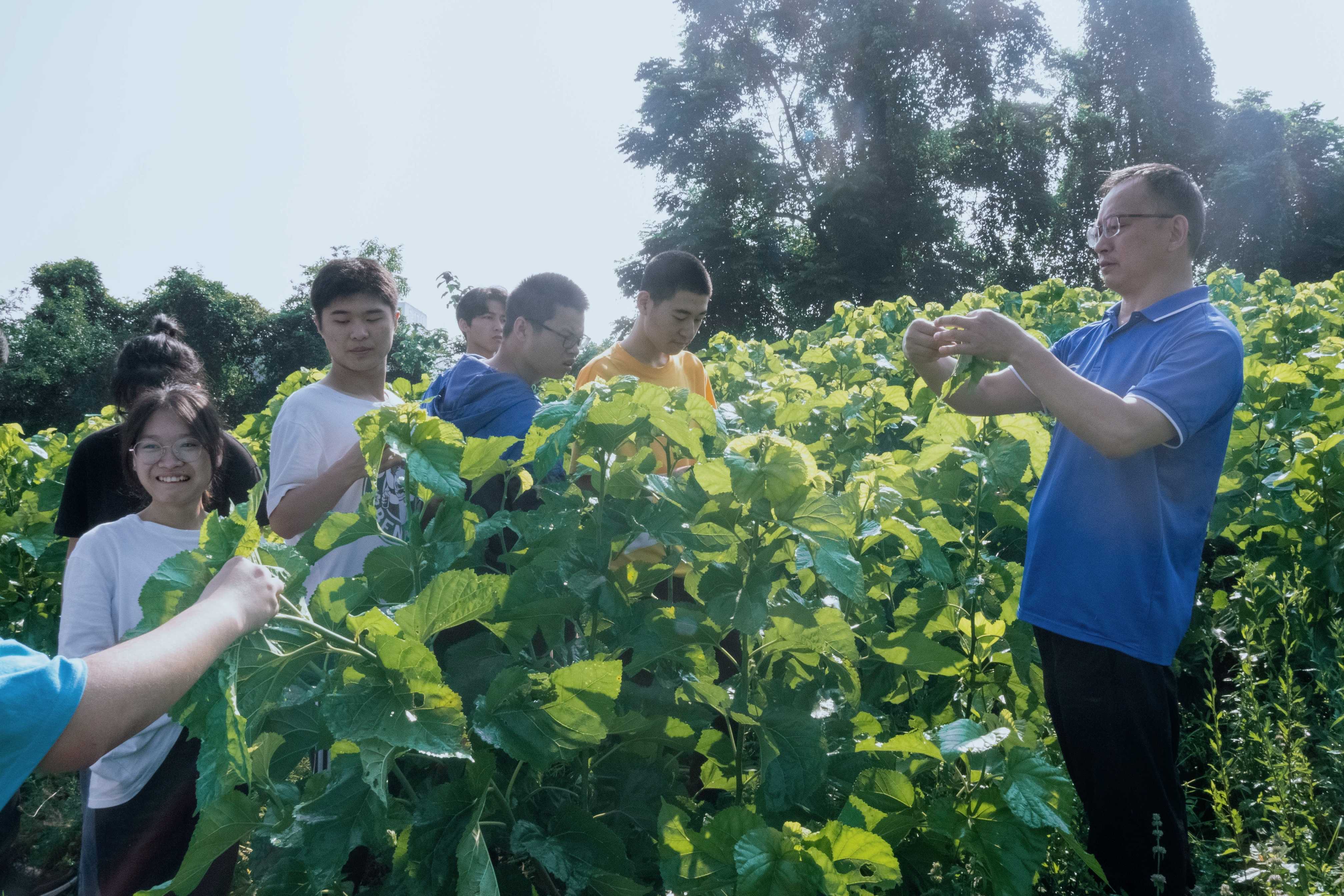 蚕桑纺织与生物质科学学院开展“我是采桑人”主题劳动实践教育活动