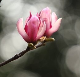DPP_10025_副本.jpg